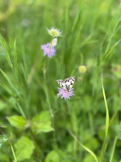 Schmetterling auf lila Blume in grünem Feld.